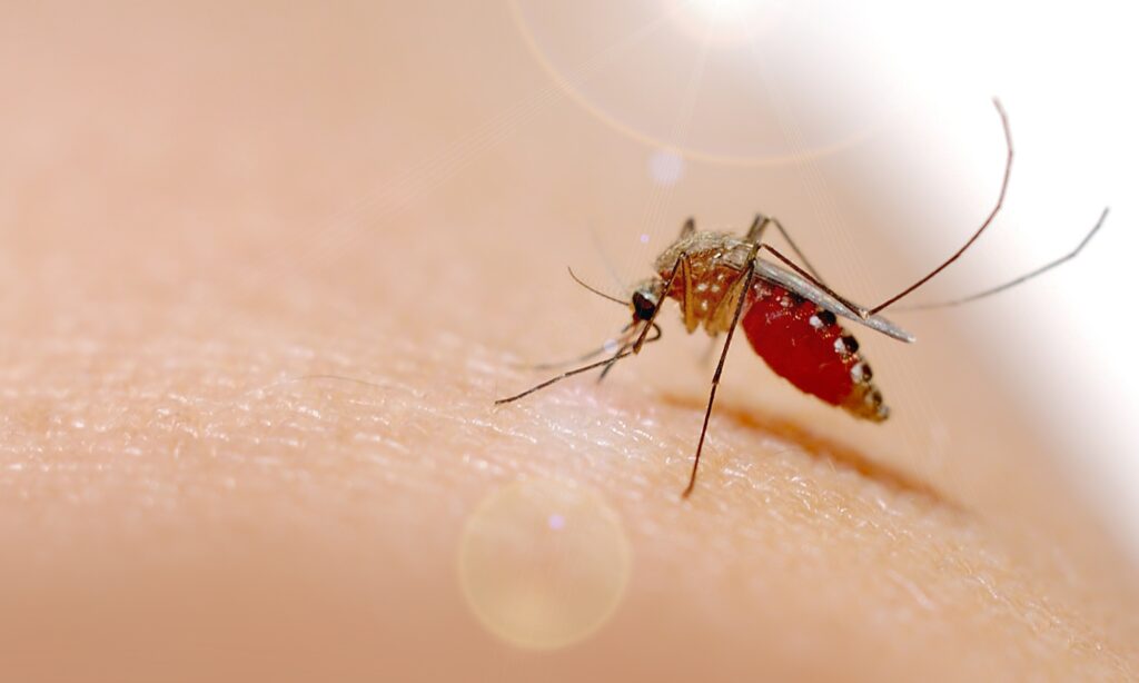 Épidémie de chikungunya utilisation du vaccin IXCHIQ à La Réunion et à Mayotte